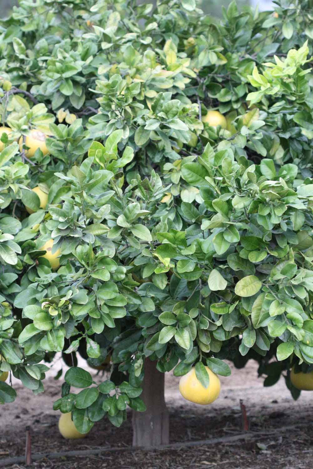            Habit (Riverside, CA)   